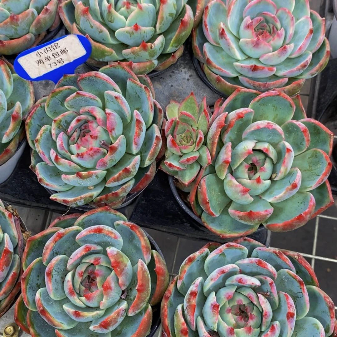 73-宽叶母本惊鸿娃娃单头一个