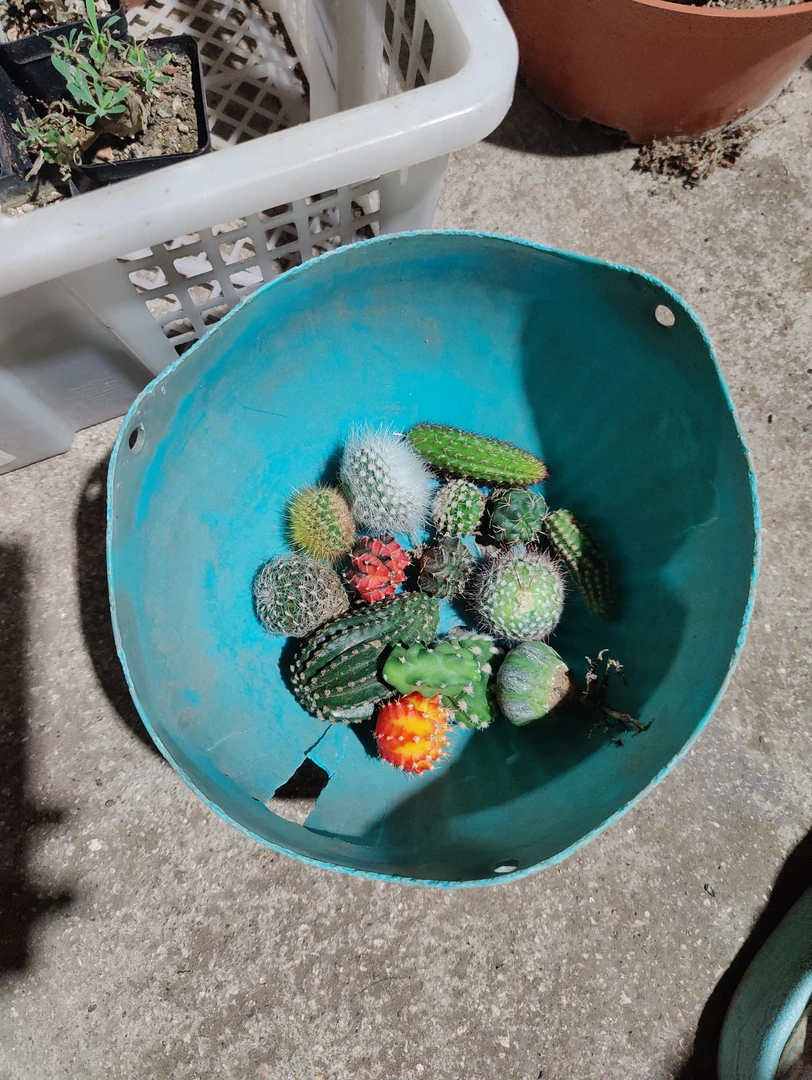 仙人球侧芽无根会开花