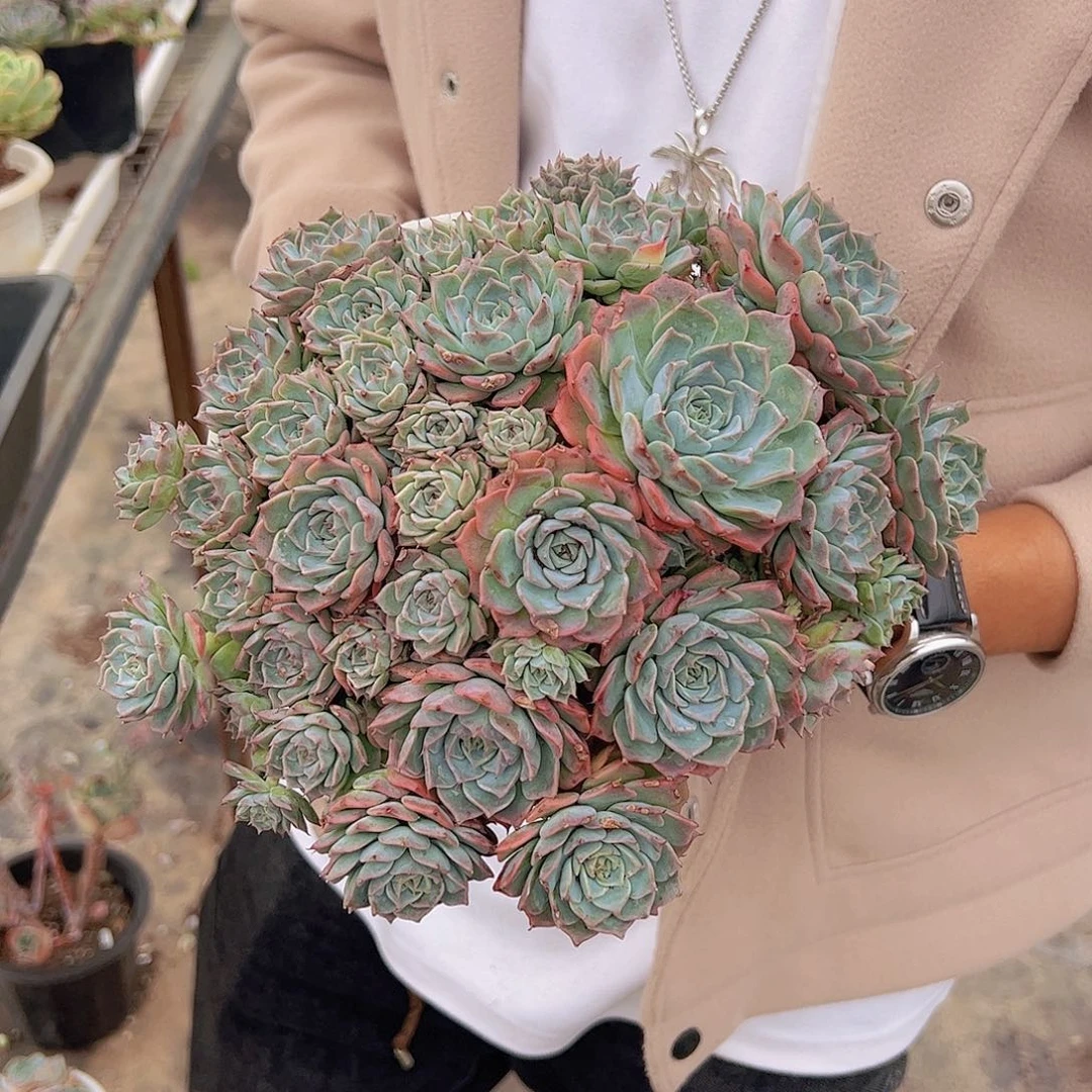 多头整桩海滨格瑞带盆土一盆