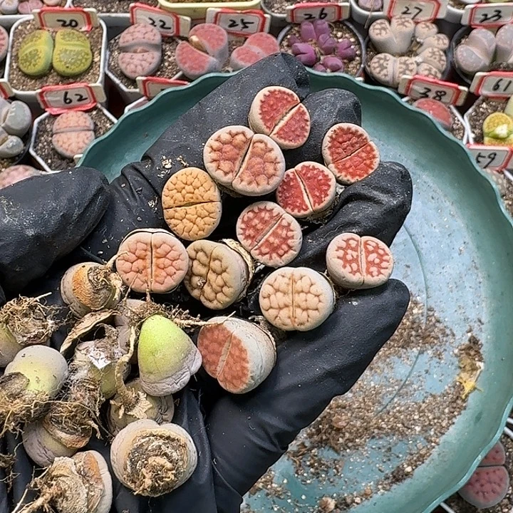 生石花22:：/。  266号