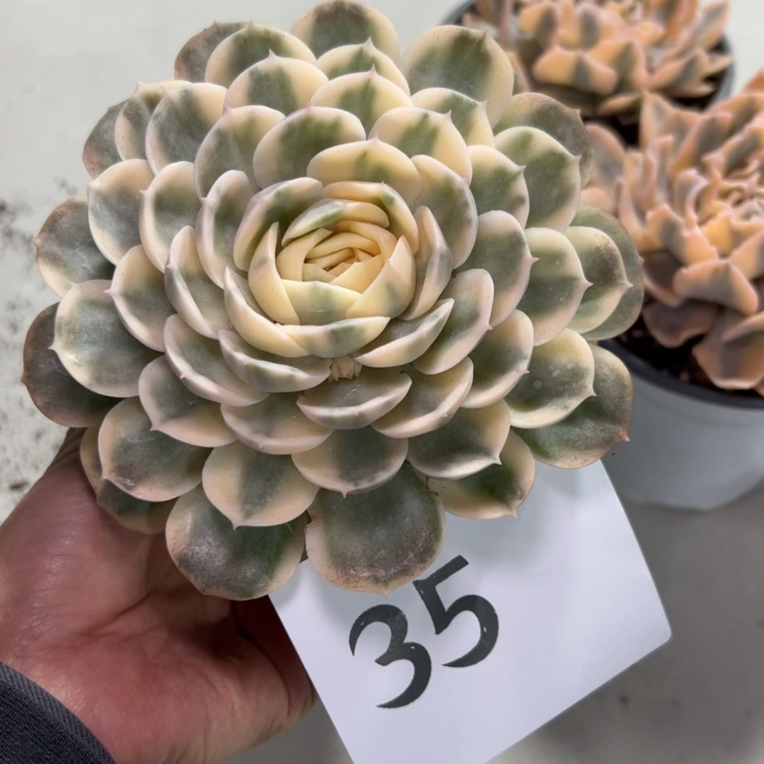 红****35、多反反复复发哥哥