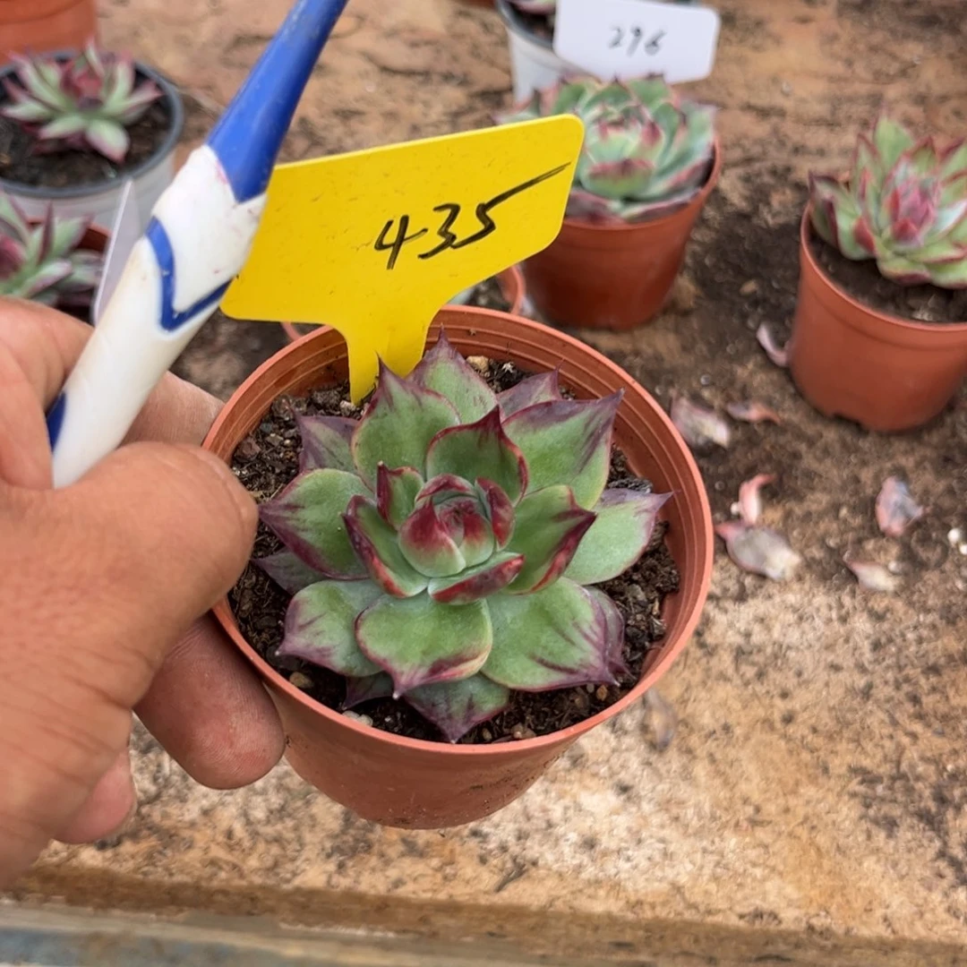 生***光惊鸿仙子多肉植物435