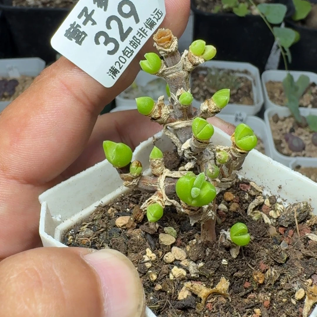 枝干短耳兔带盆土。