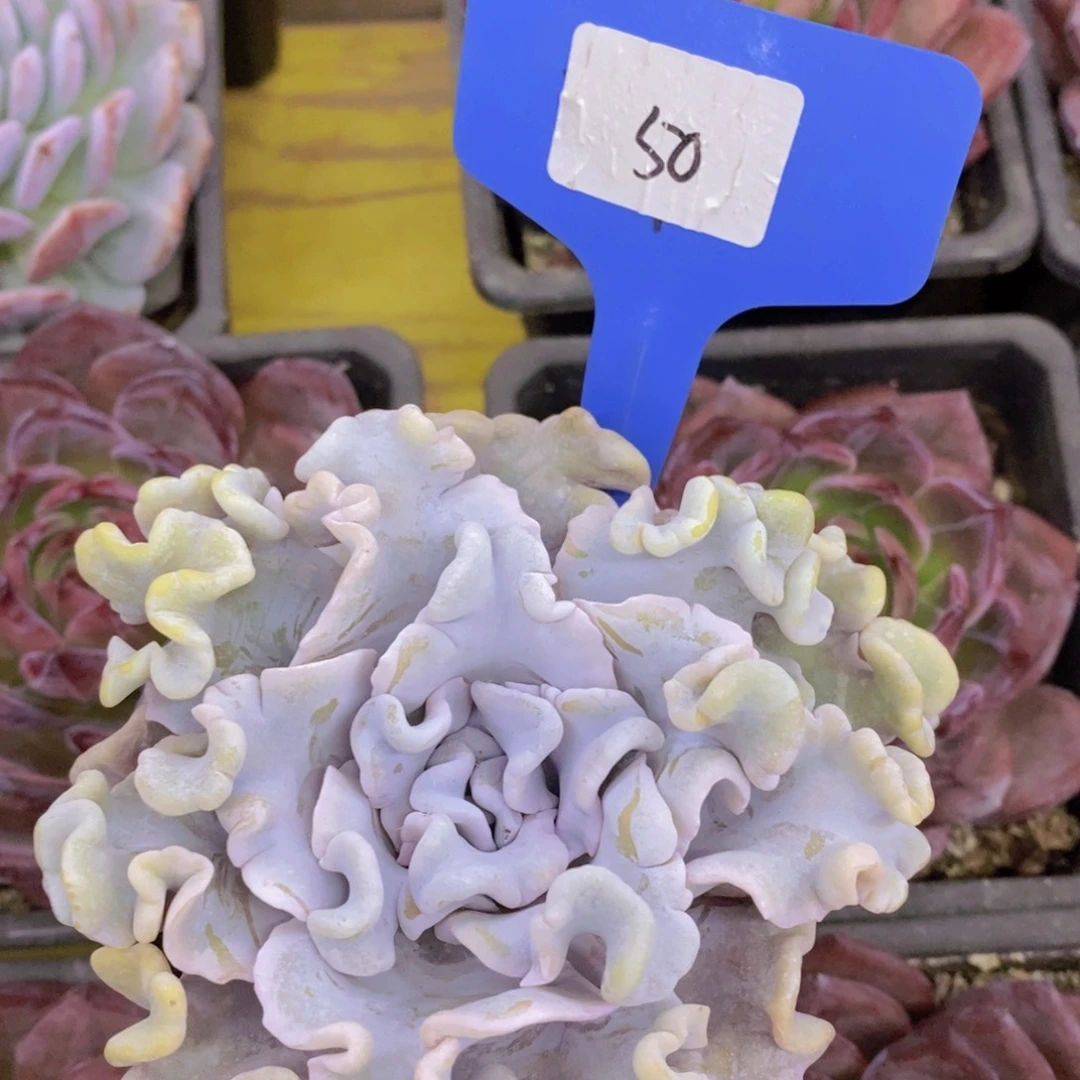 8.16晚上，周末专场活动