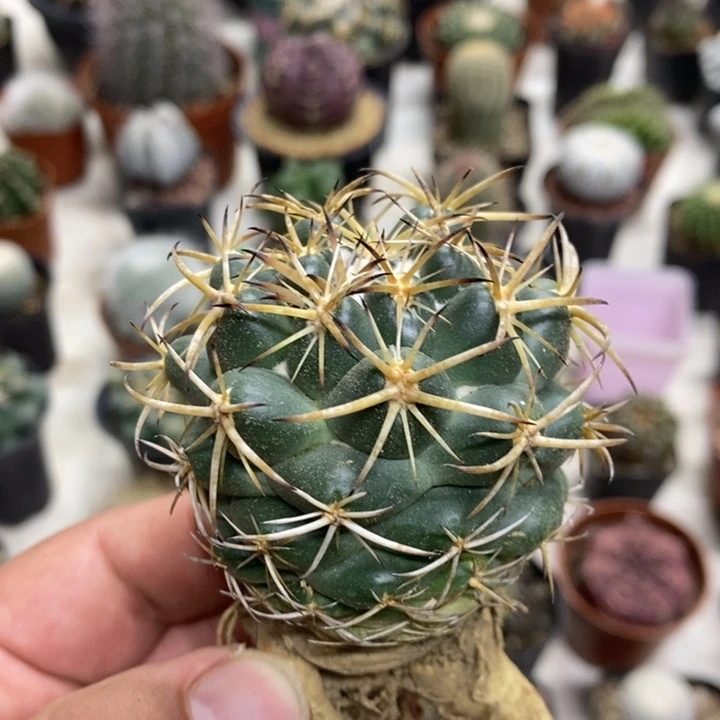 实生天丝象牙特价2