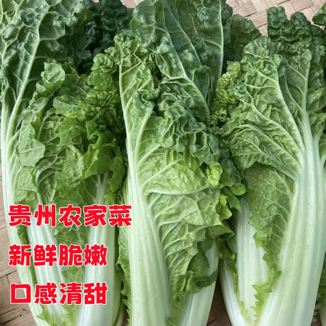 【生态青白菜】贵州农家自种新鲜麻叶白菜露天种植青菜当季农家菜