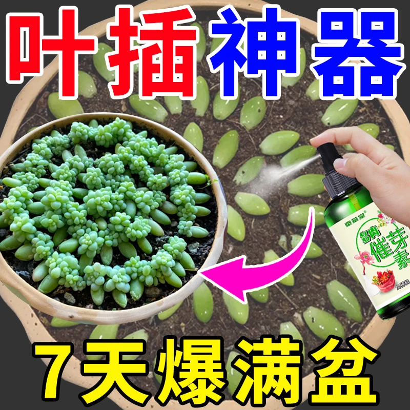多肉叶插迅速发芽多肉促生根爆芽增肥增色防徒长叶插专用营养液