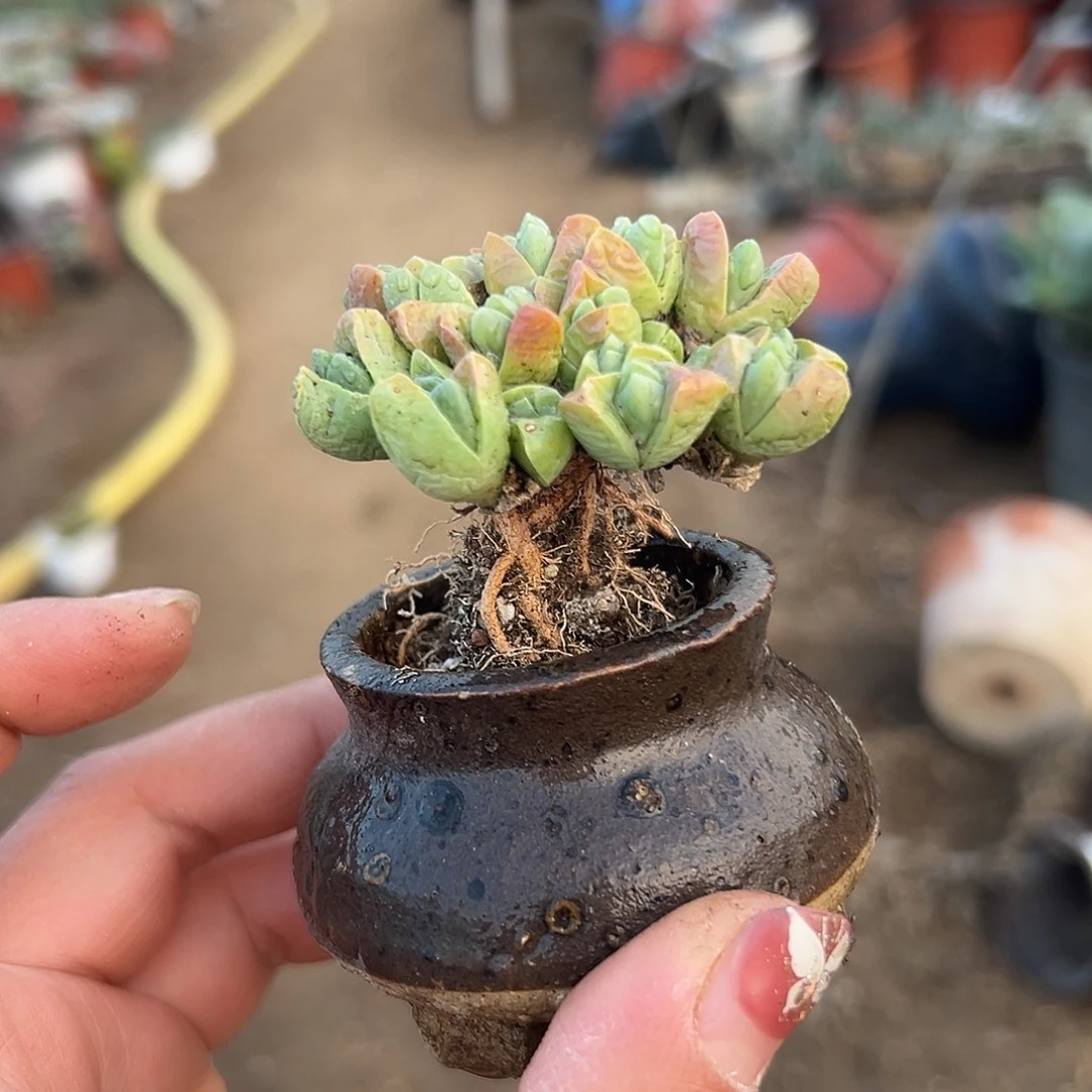 多肉植物秋琴玉开花