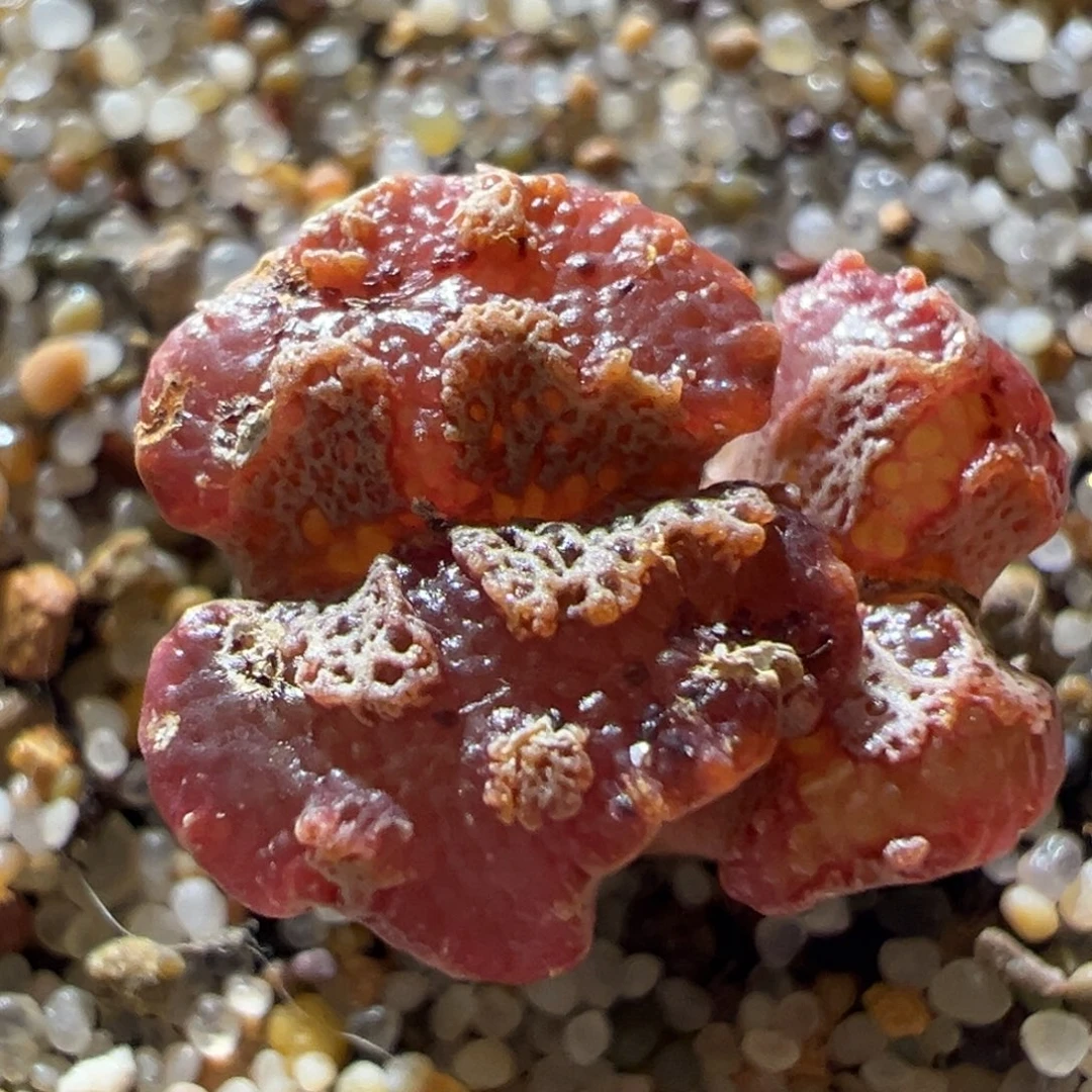 超蝶勋章 腰果窗 好看 01