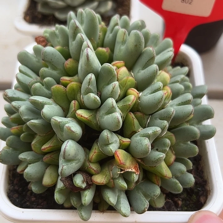 802号少将多肉植物