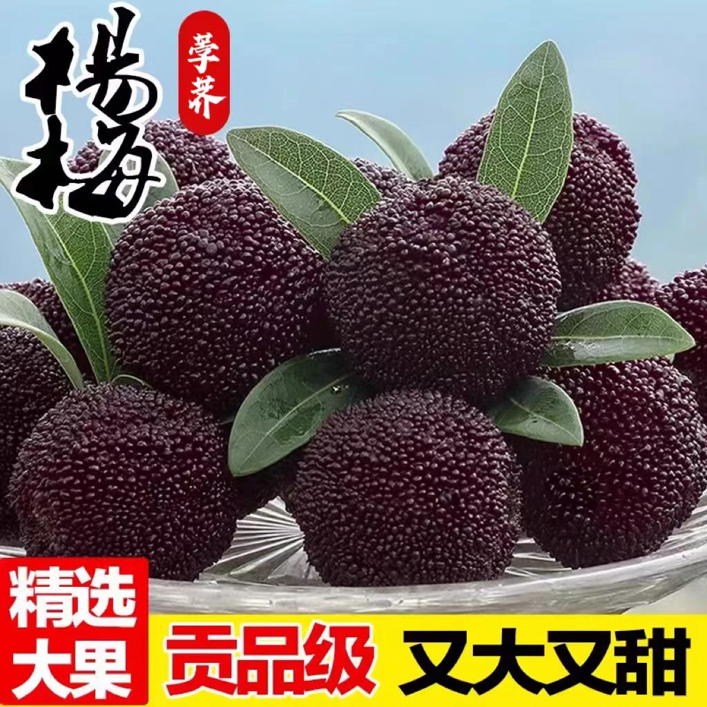 正宗云南高山荸荠杨梅黑炭杨梅保鲜冷链现摘现发酸甜孕妇水果