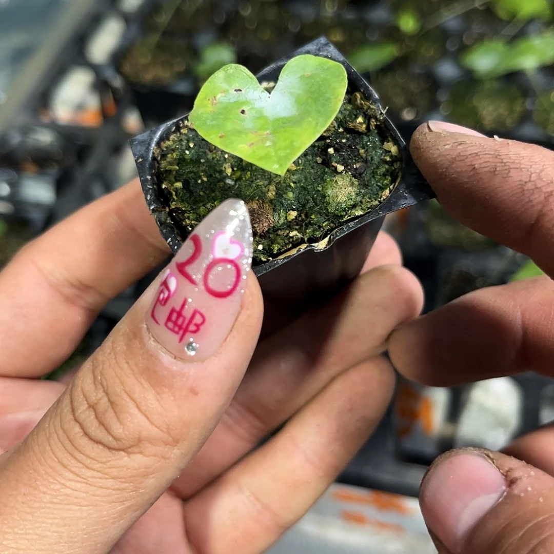 就这个死样子单头发货