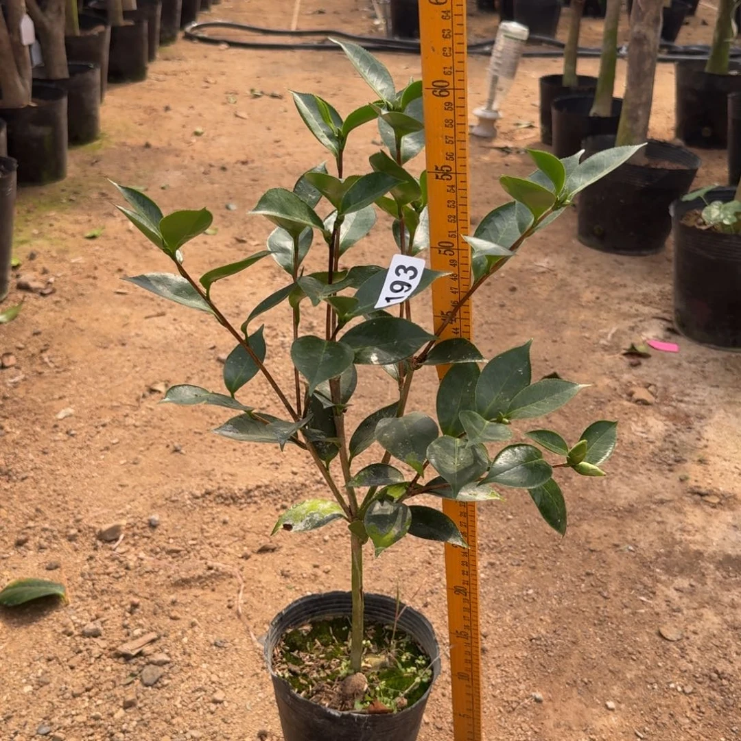 少量花朵（建议范围：2朵-5朵 或40%以下）193依莲贝蒂