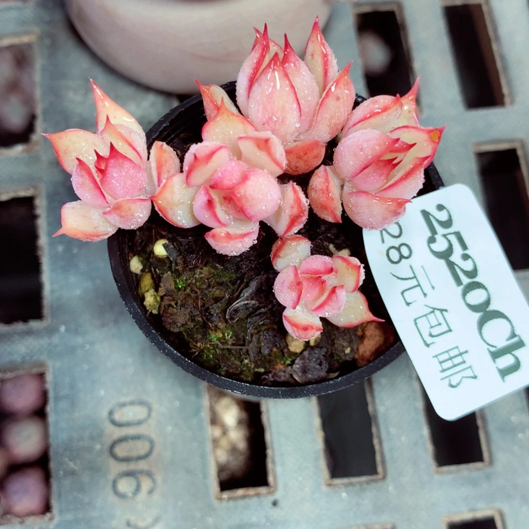 5厘米盆精控多肉2520