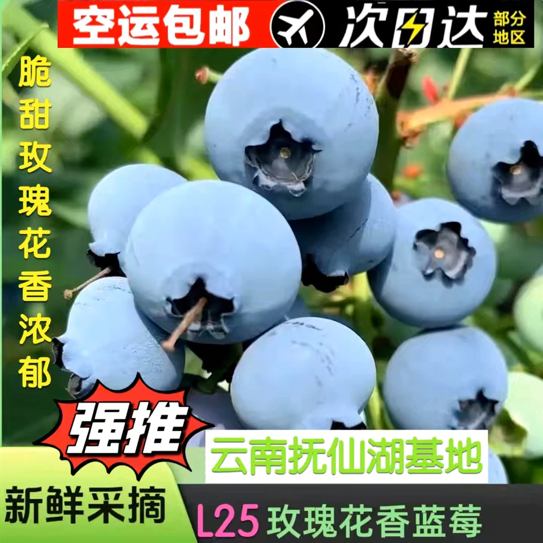 25纯甜脆甜花香浓郁云南抚仙湖蓝莓种植基地直发新鲜采摘宝宝辅食