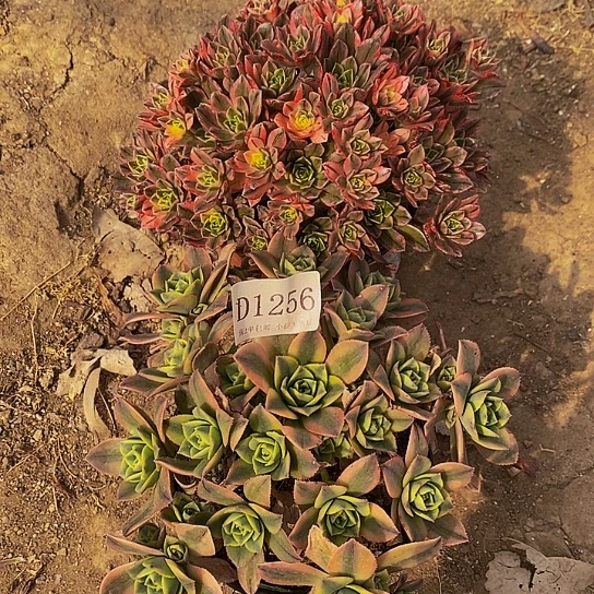 1256星爆甜茶多肉2颗发货叶片有黑斑