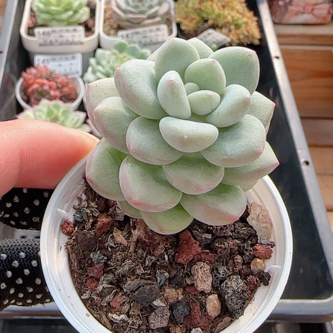 多肉0905-154泡泡糖