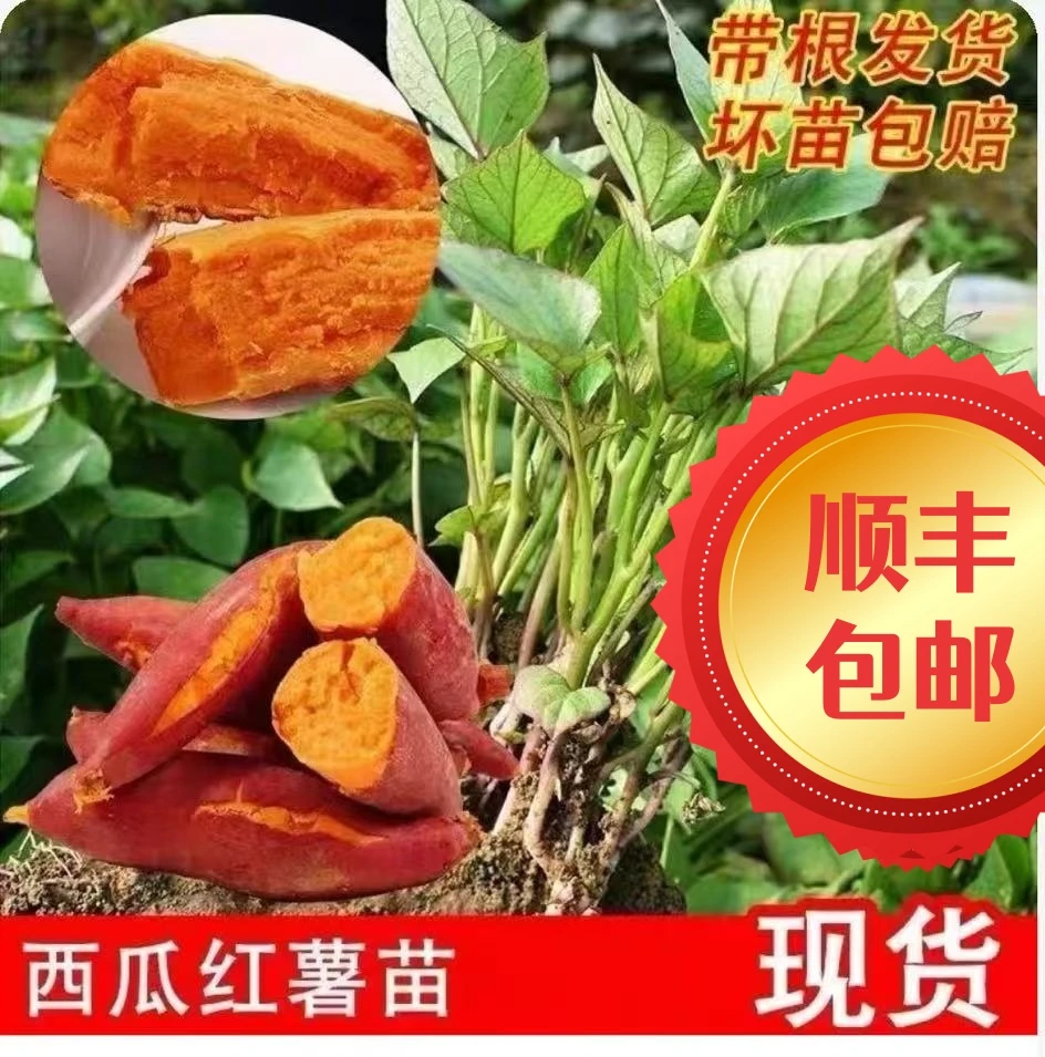 【西瓜红薯苗】红薯苗基地板栗薯地瓜秧苗高淀粉芽子秧种