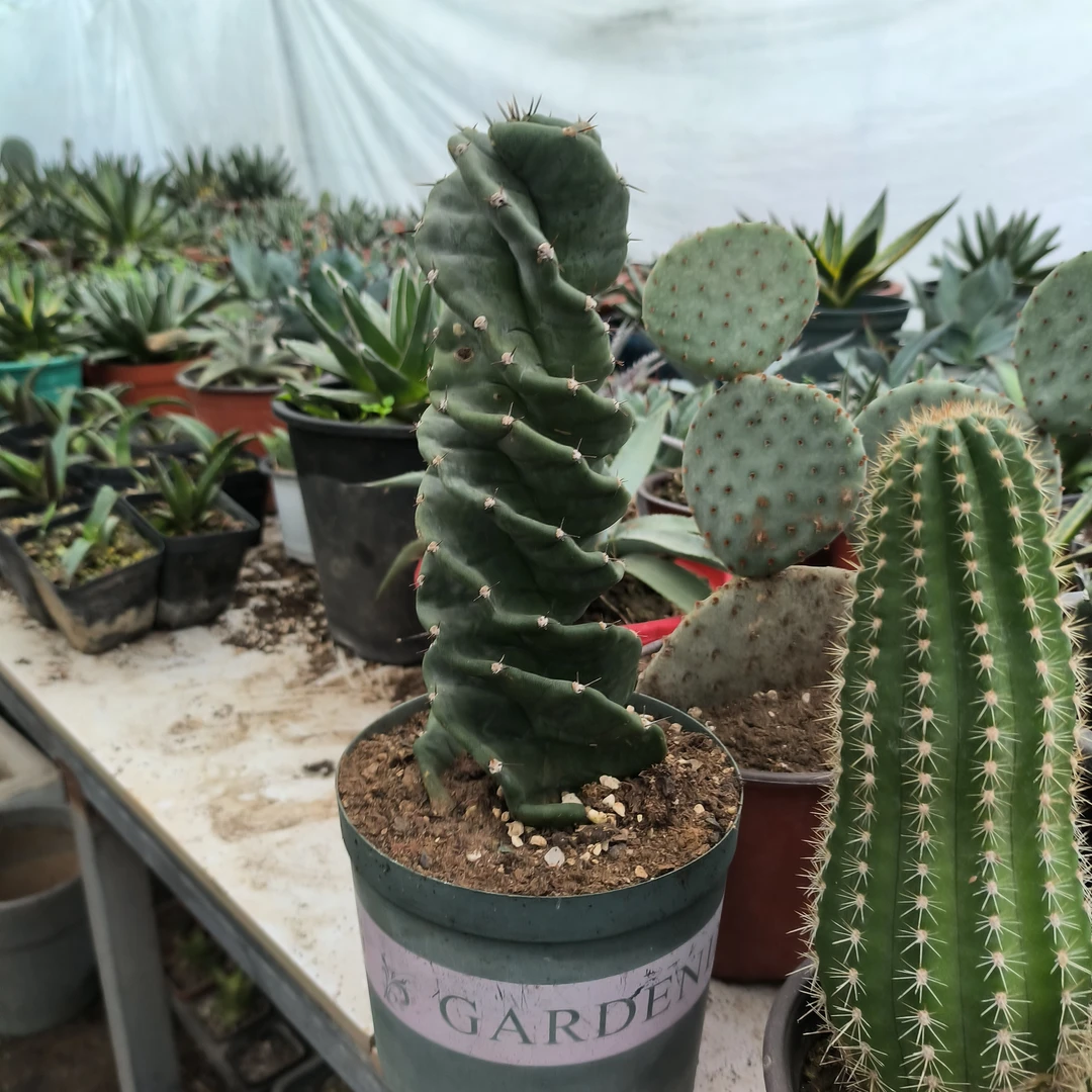 龙卷风仙人柱，好养的欧美风格沙生植物盆栽