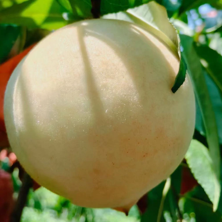 新鲜现摘国庆白桃脆甜爽口