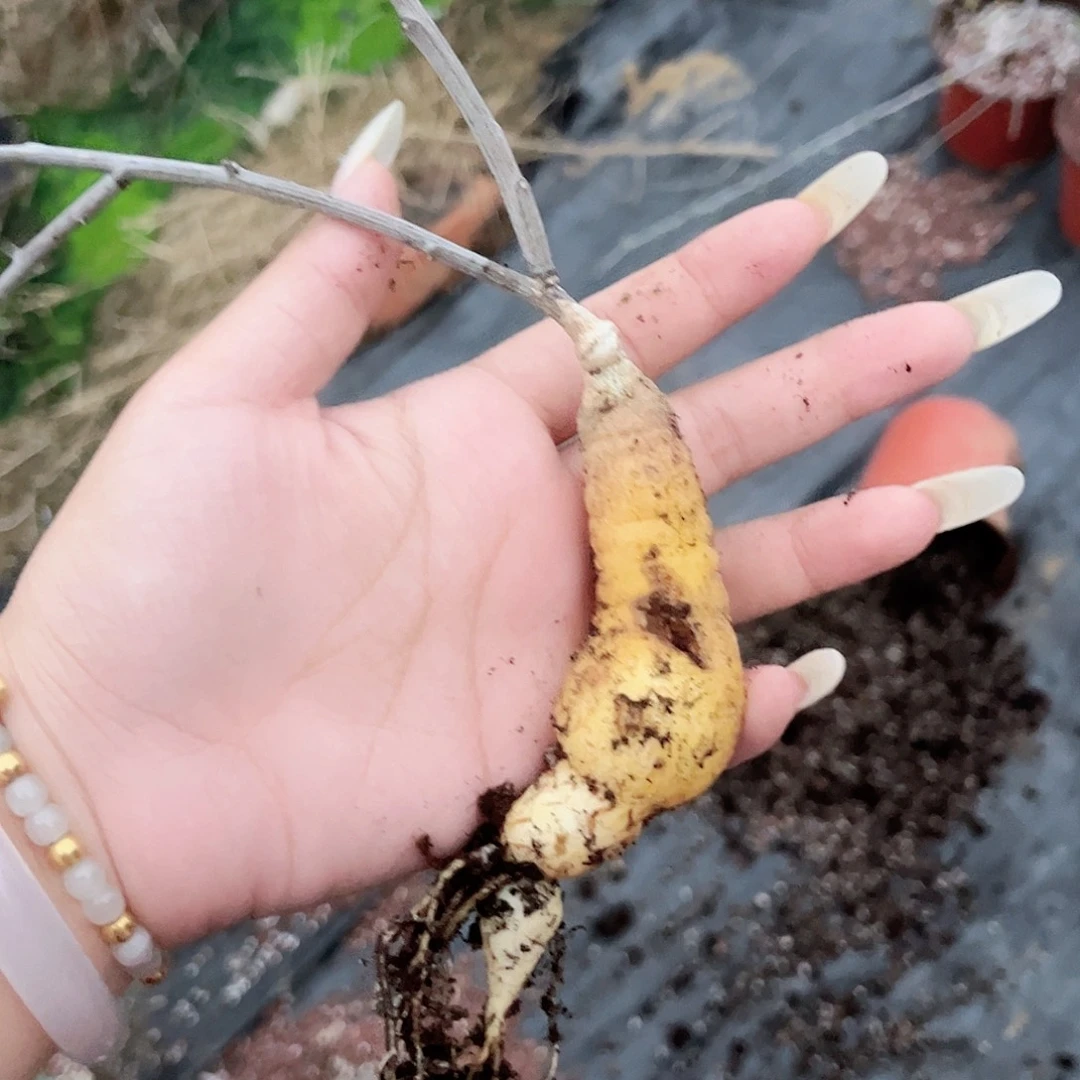 多肉植物小叶西番莲