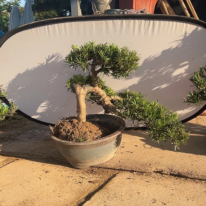 笼****无花朵小叶雀舌罗汉松