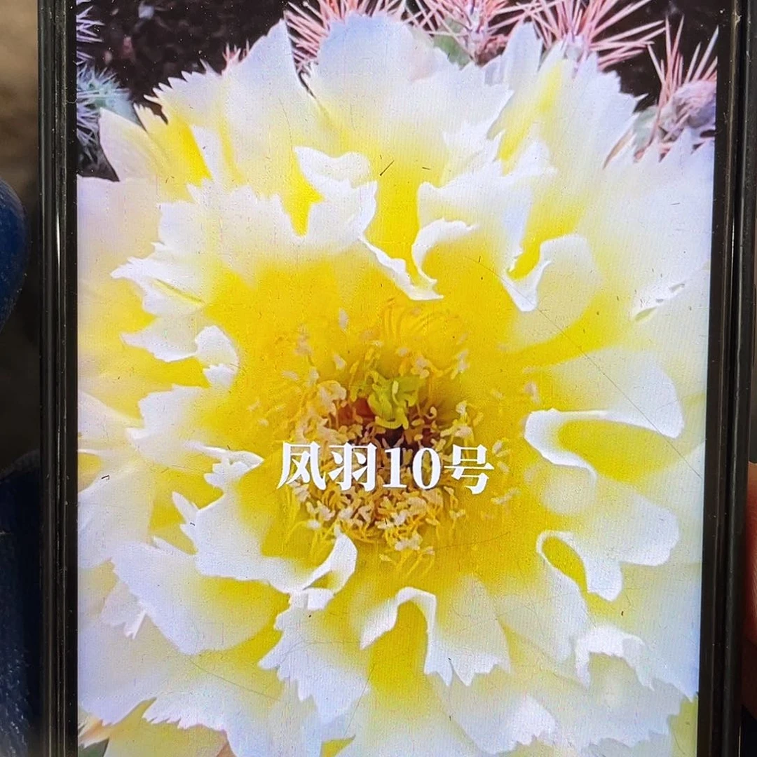 凤羽10号侧芽3公分以上适合嫁接