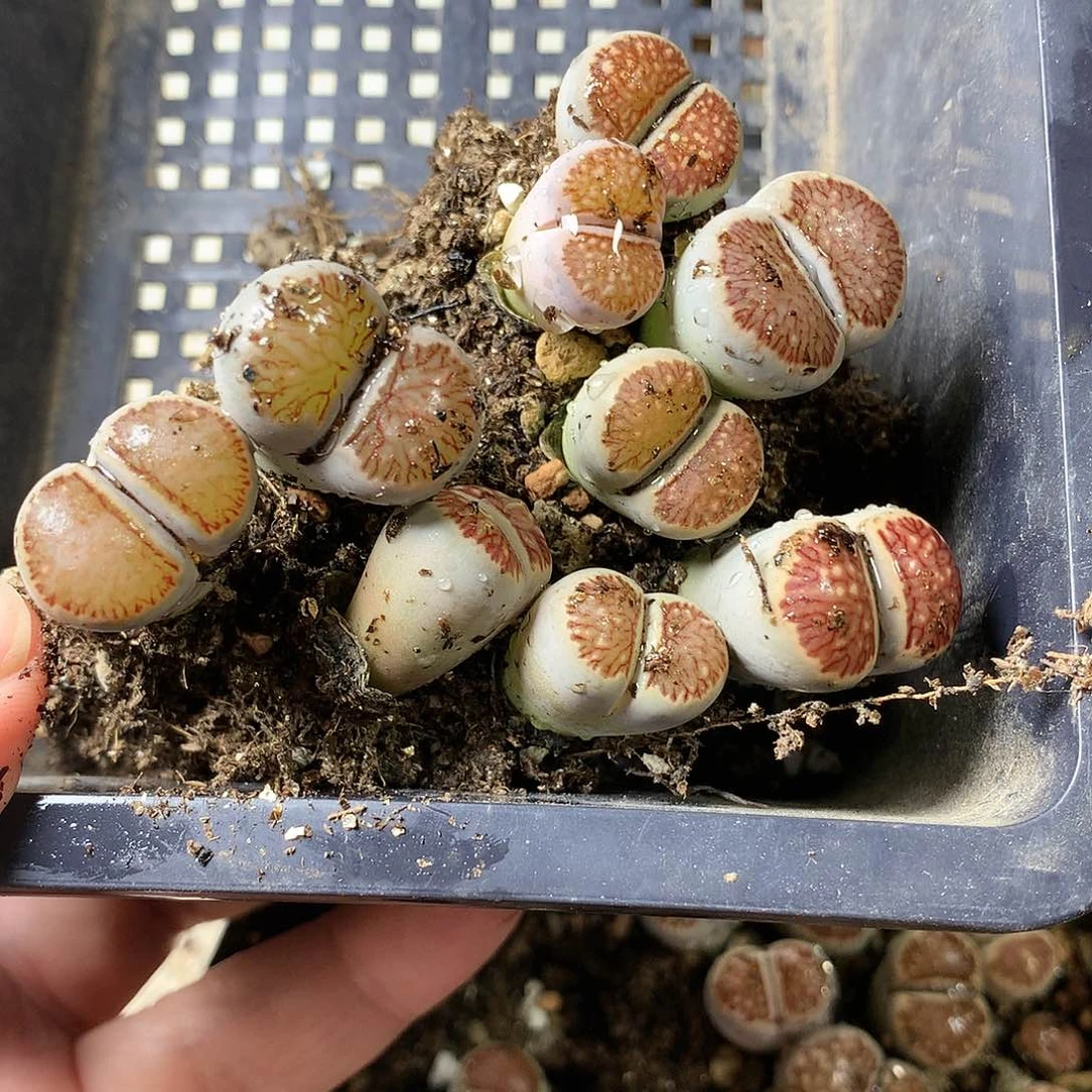 寒K205多肉植物保护