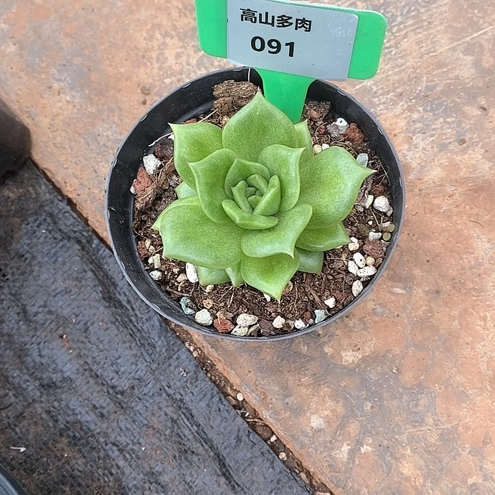 091-直播福利 蔷薇