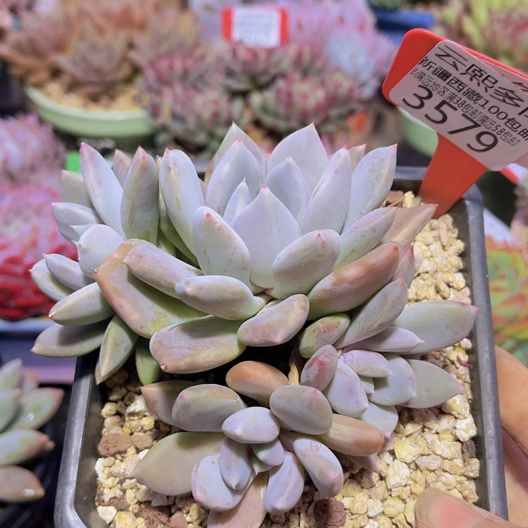 3579胖美人多肉植物