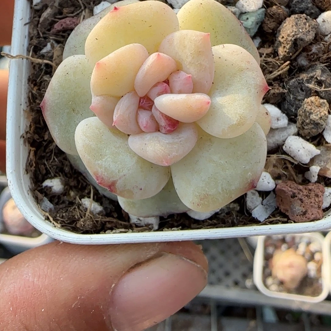 多肉小卡拉米糖心一物一拍