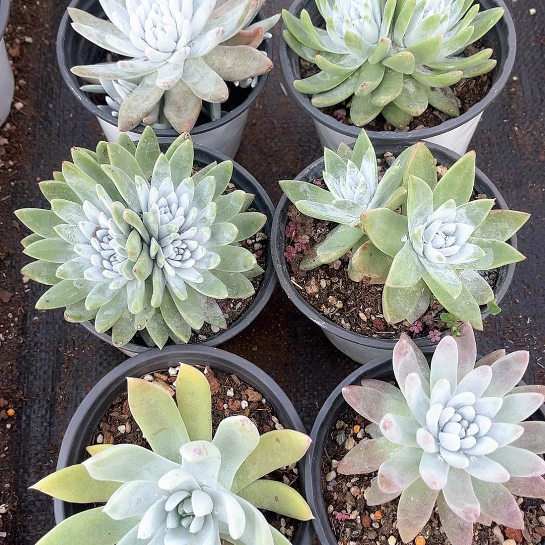 6颗仙女杯组合带盆