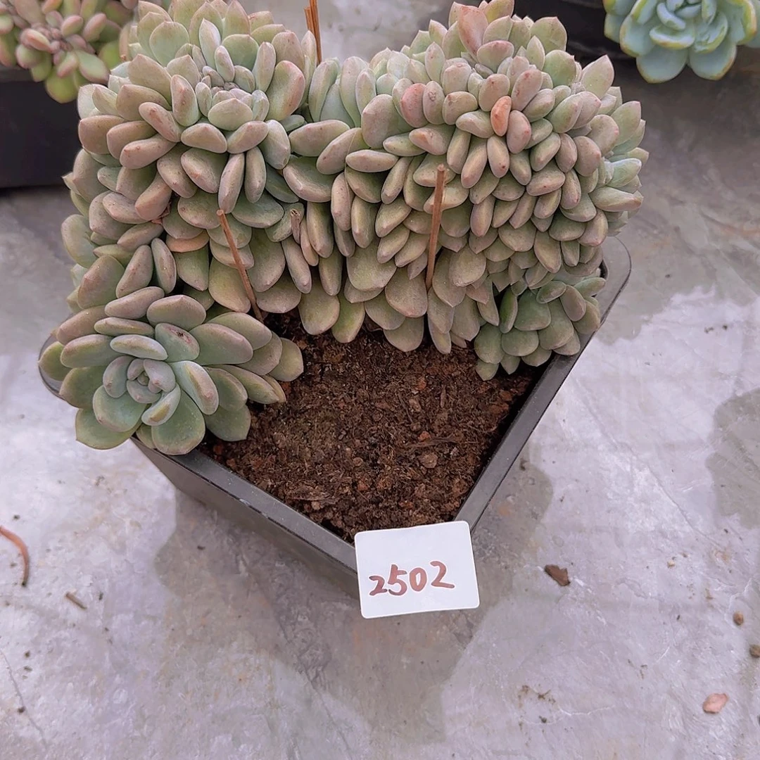 W***e2502冰城缀多肉植物