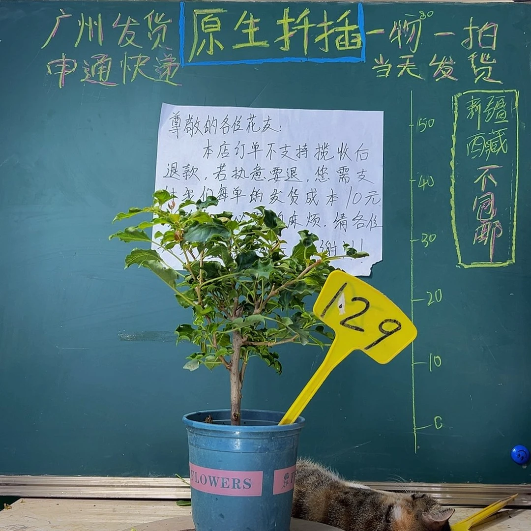 当前无花栽培后可以开花 蒙娜丽莎红 129