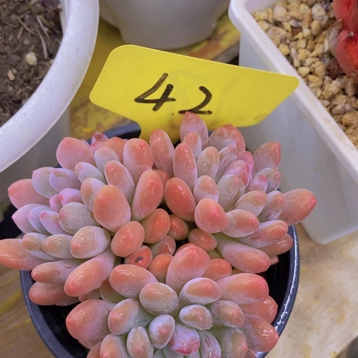 多肉植物，一物一拍直播间