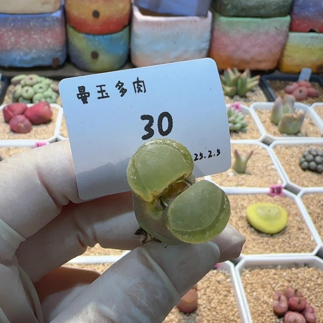 可****点多肉多肉多肉2.5-030
