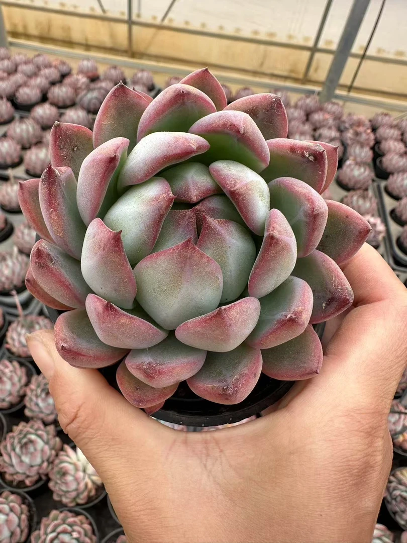 10#流浪狗  多肉植物  前男友精品多肉