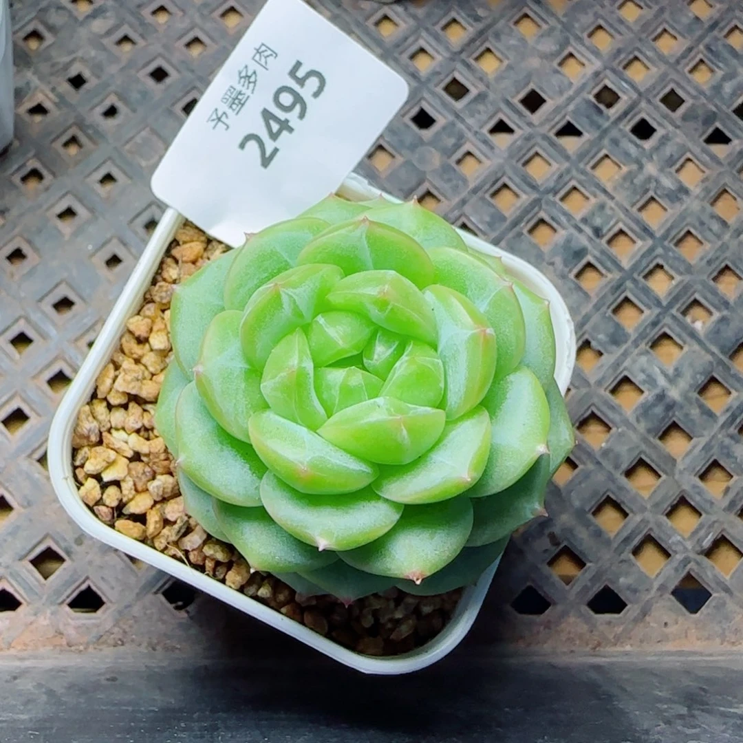 绿体财富密码，2495多肉植物