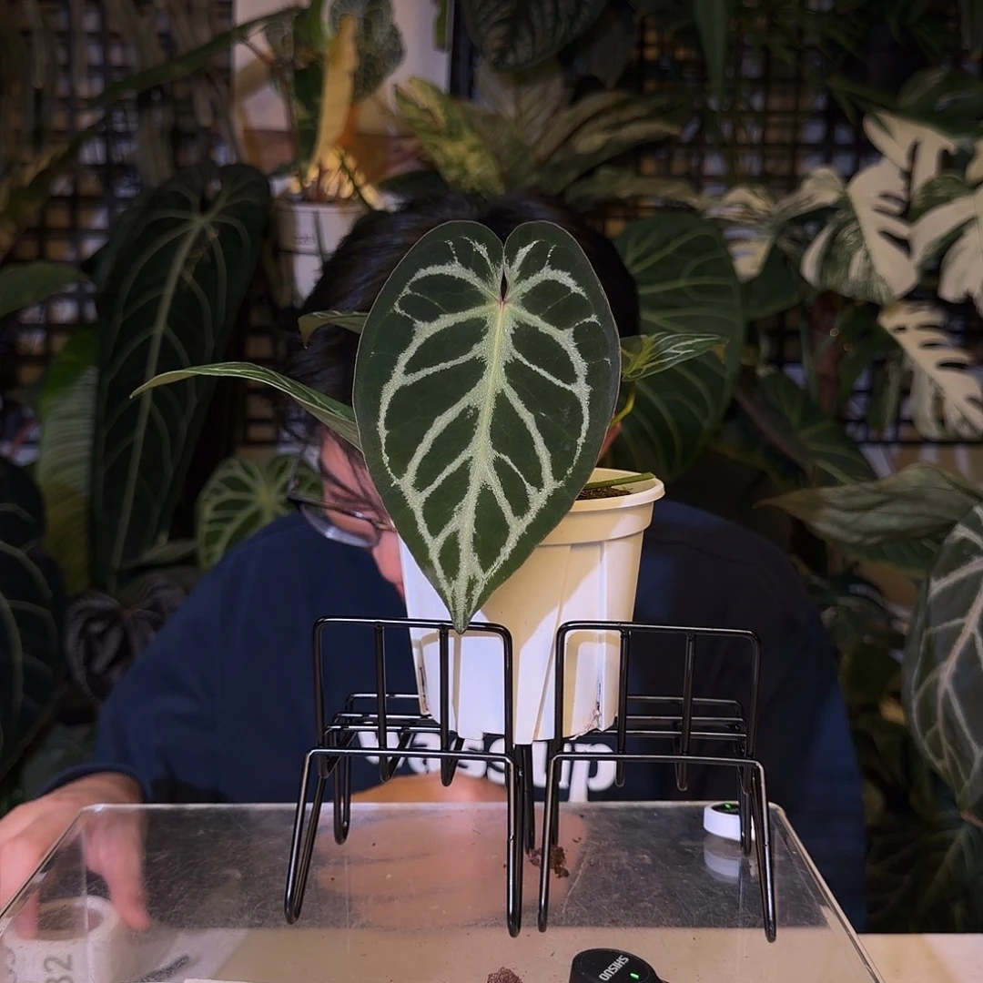 完全开放H32  米娜杂狂想曲