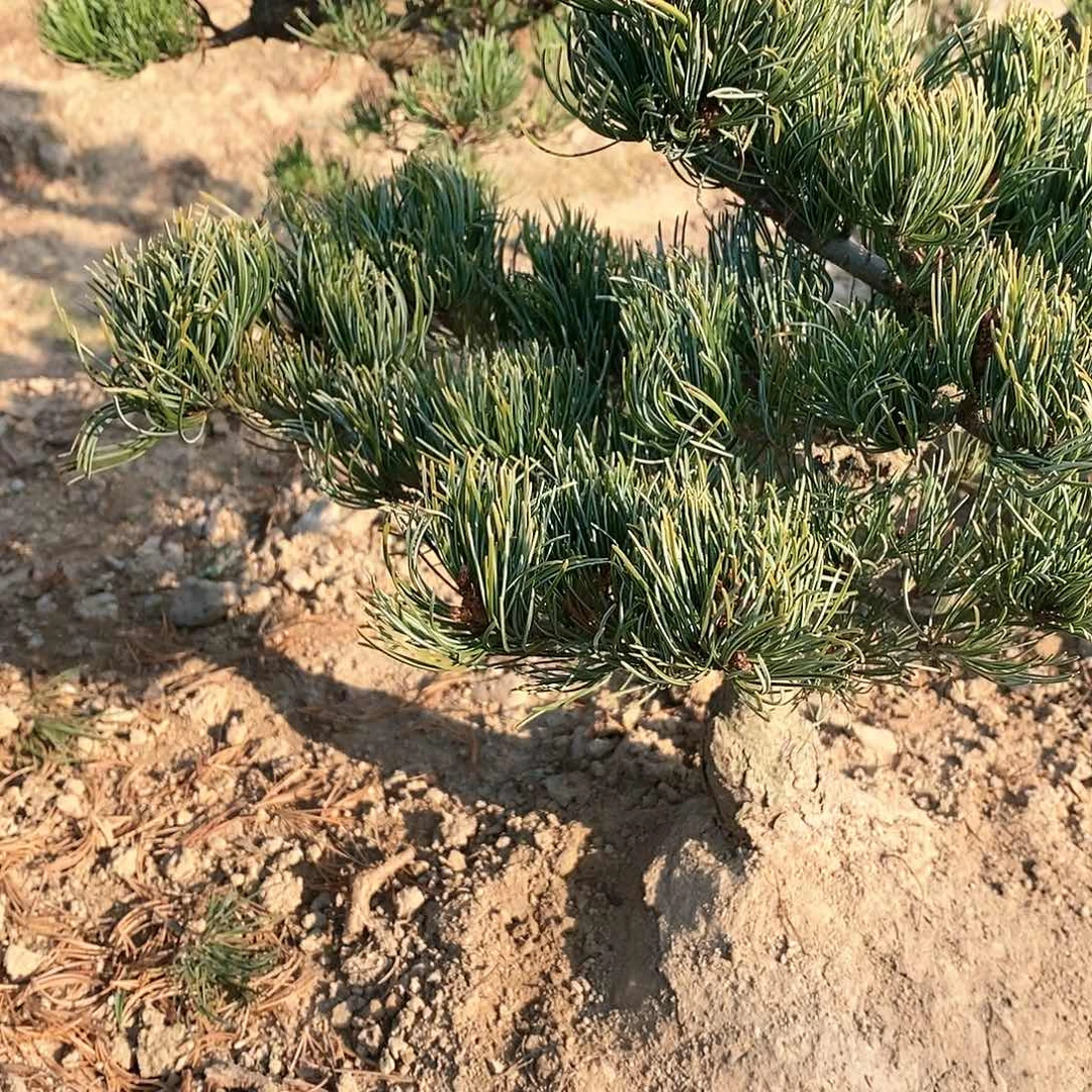 【闪购商品】无花朵J****丝