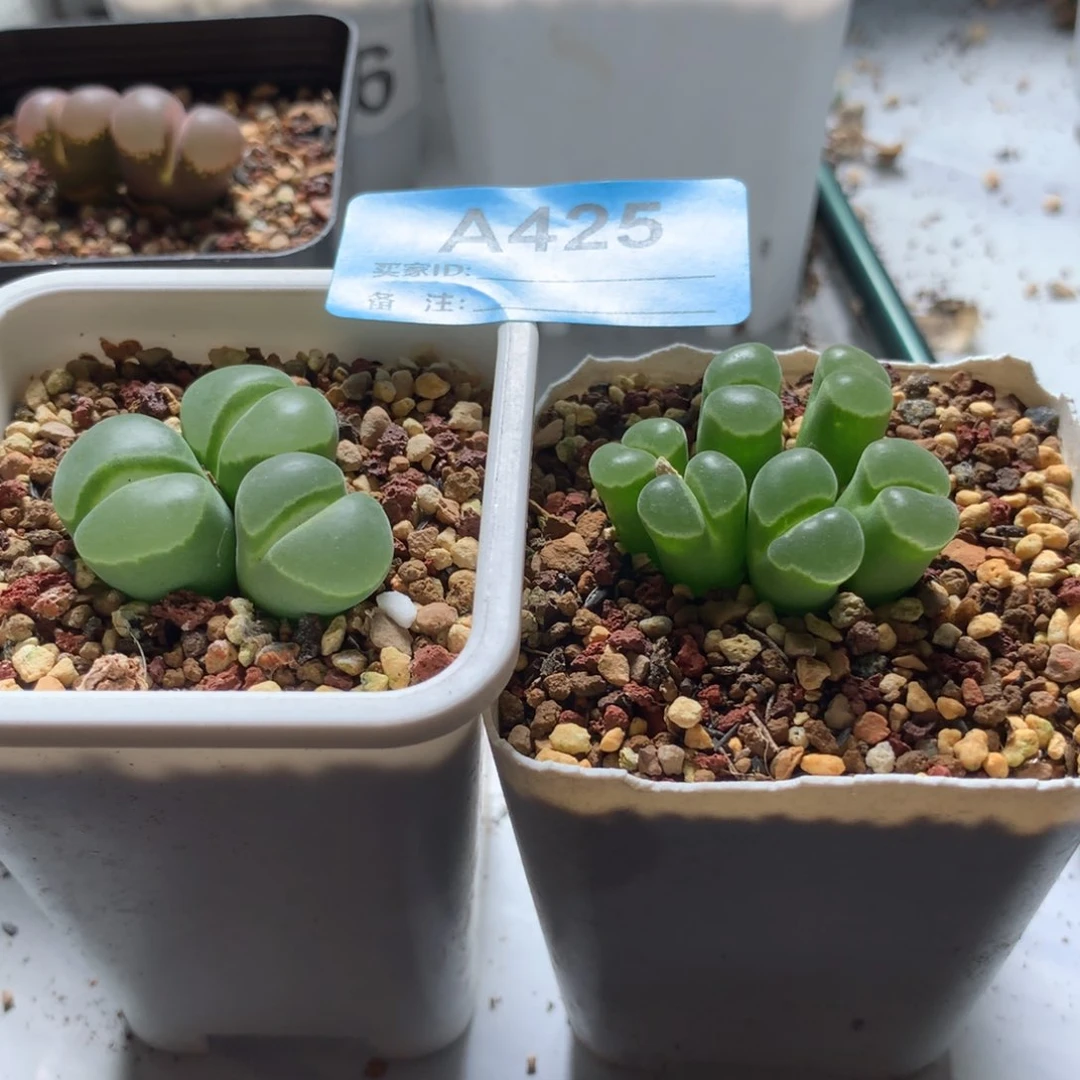 大*的a425风铃母本两颗