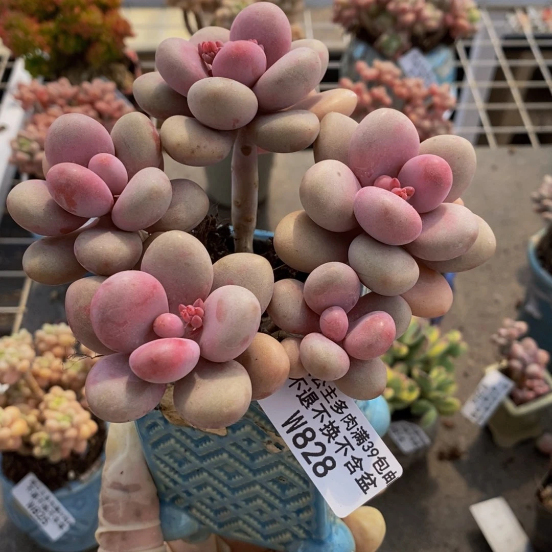 桃蛋828-10cm的肉