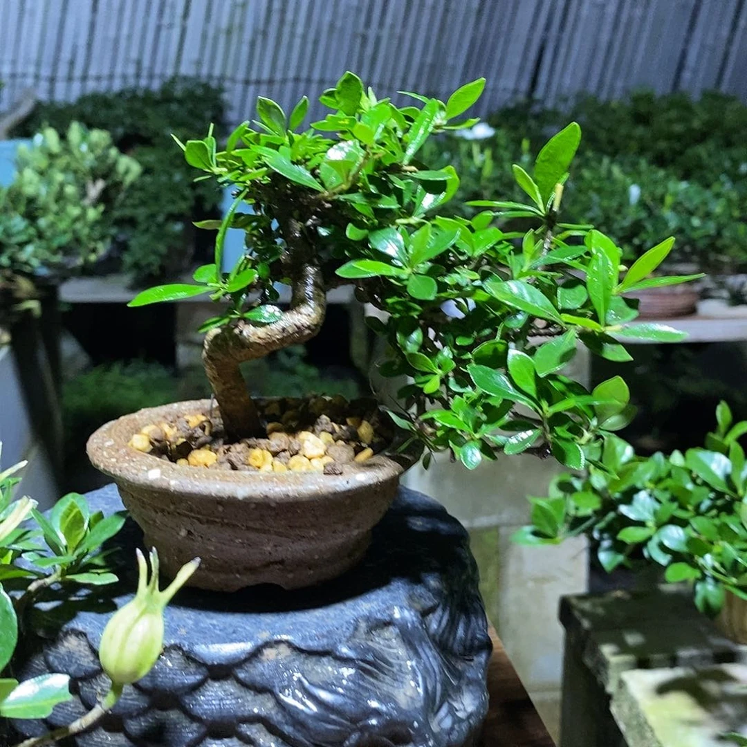 无花朵针*道栀子花