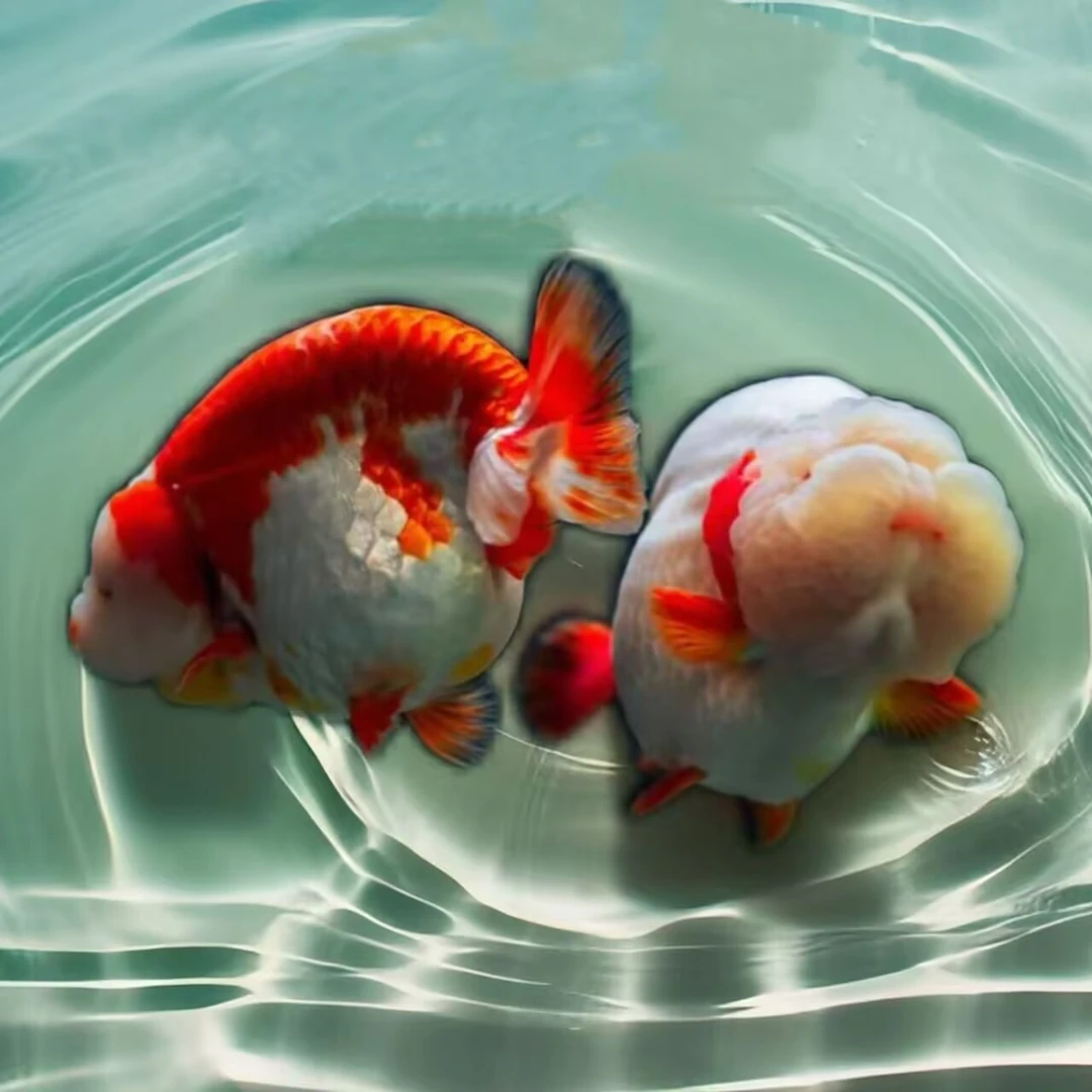 【说鱼厂牌】至臻观赏金鱼——兰寿