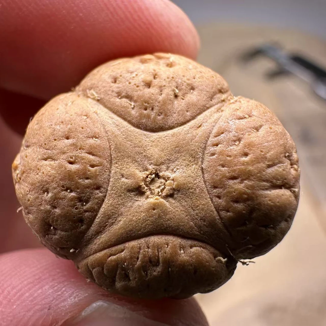 尼泊尔麒麟眼菩提，尺寸24，厚度15，梅花系列
