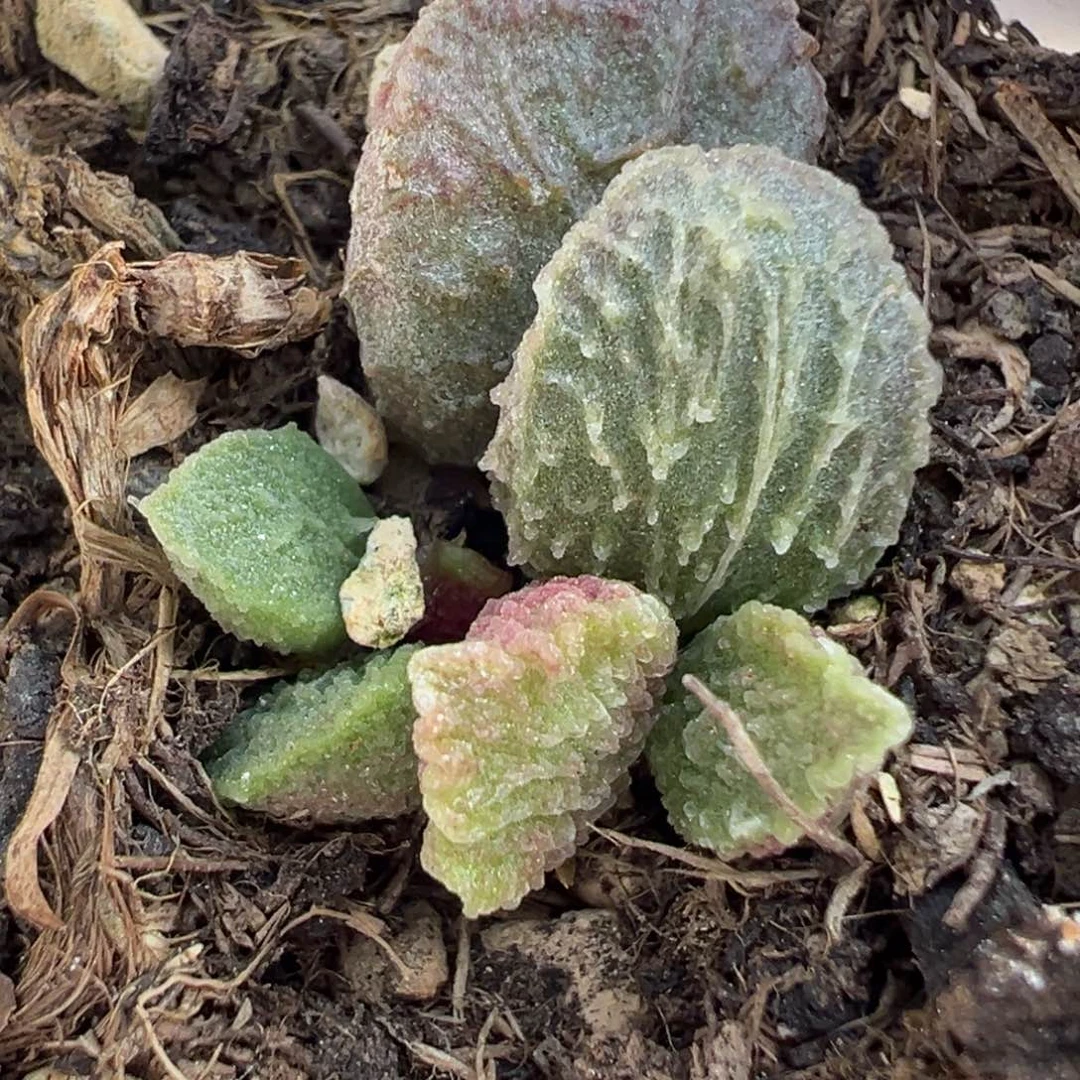 大鱼海棠水泡多肉植物水泡