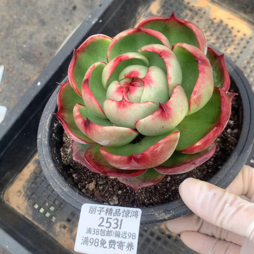 2531号多肉植物厘米11厘米