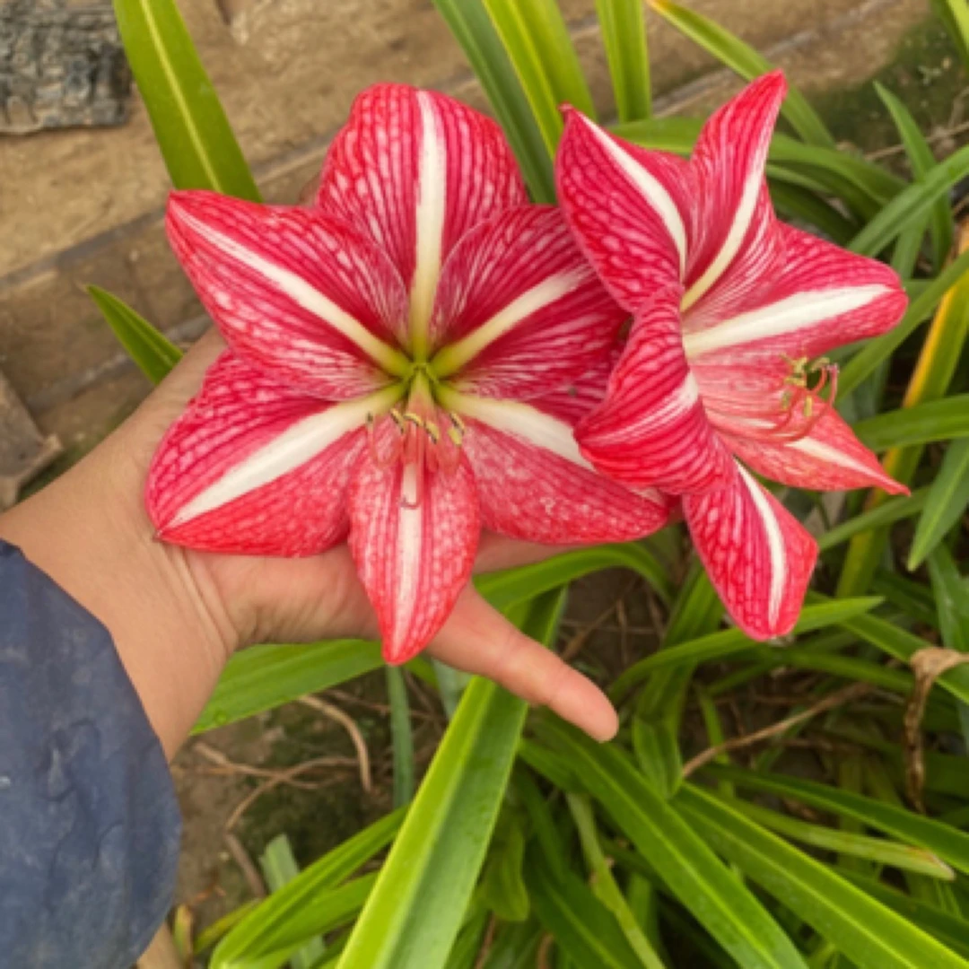 爱优辣椒姐一物一拍所见及所得   满68包邮非偏远不带花，介意慎入