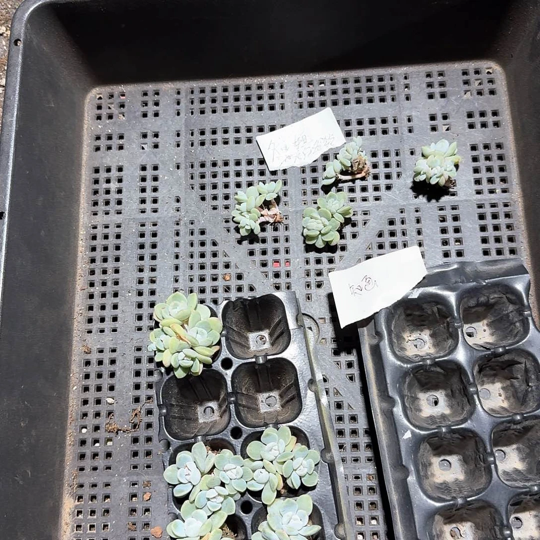 知画一物一拍专拍