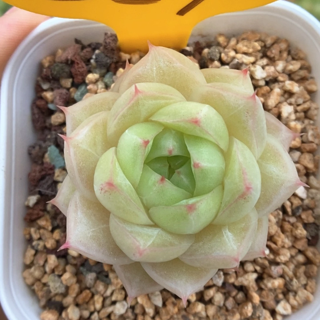 琉璃麦杆可拍527号。